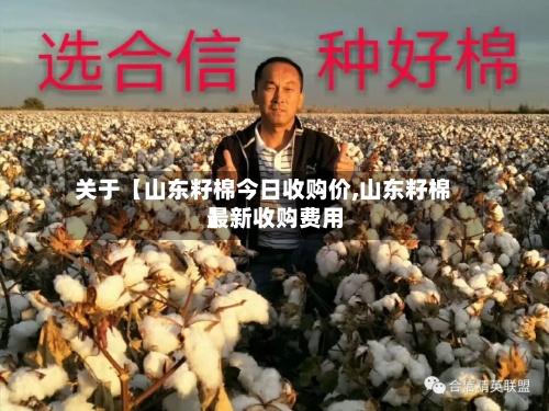 关于【山东籽棉今日收购价,山东籽棉最新收购费用】-第3张图片