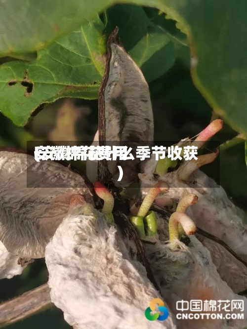 安徽棉花费用(安徽棉花什么季节收获)