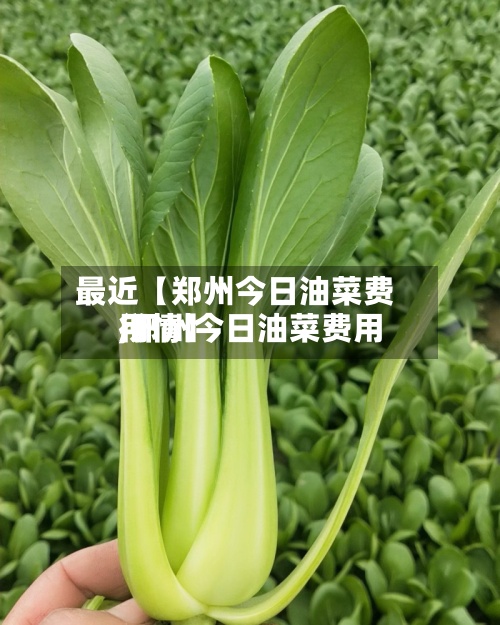 最近【郑州今日油菜费用,郑州今日油菜费用行情】