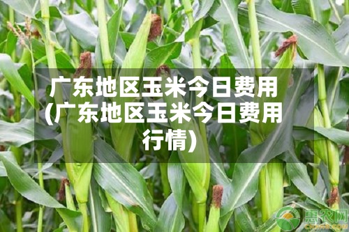 广东地区玉米今日费用(广东地区玉米今日费用行情)