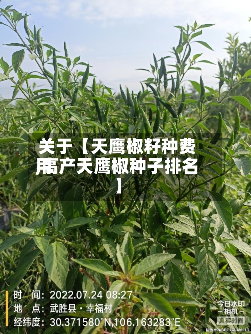 关于【天鹰椒籽种费用,高产天鹰椒种子排名】