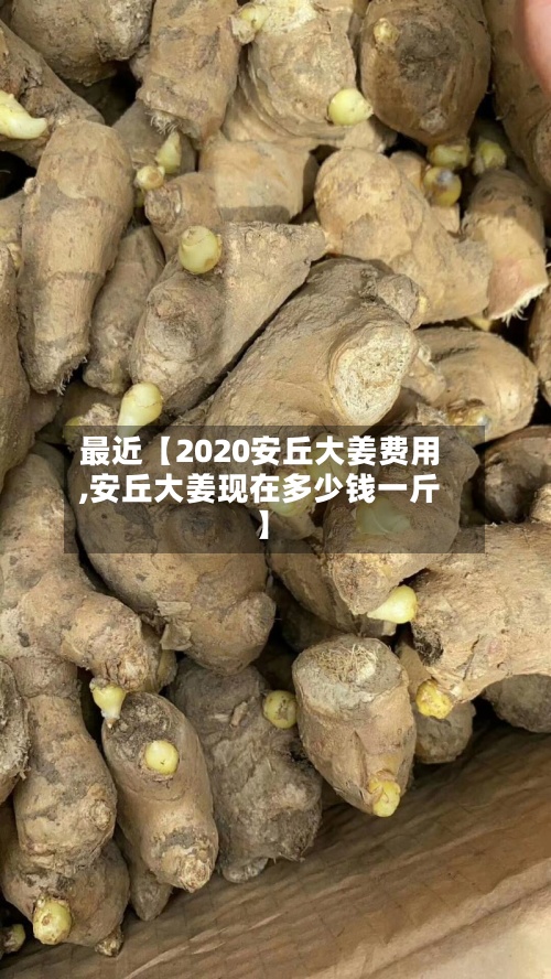 最近【2020安丘大姜费用,安丘大姜现在多少钱一斤】-第3张图片