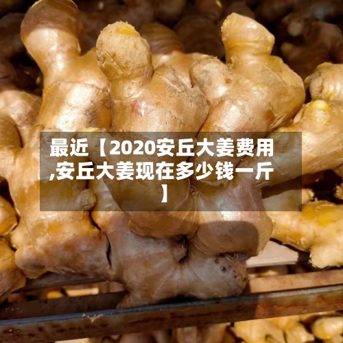 最近【2020安丘大姜费用,安丘大姜现在多少钱一斤】-第2张图片