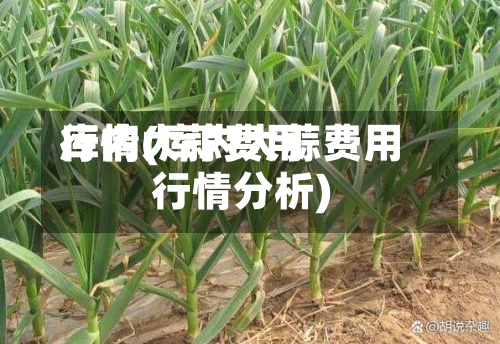 库内大蒜费用行情(库内大蒜费用行情分析)