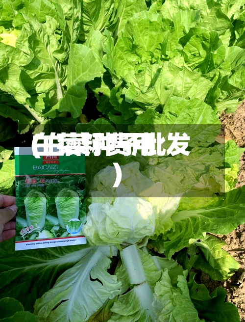 白菜籽费用(白菜种子批发)-第2张图片