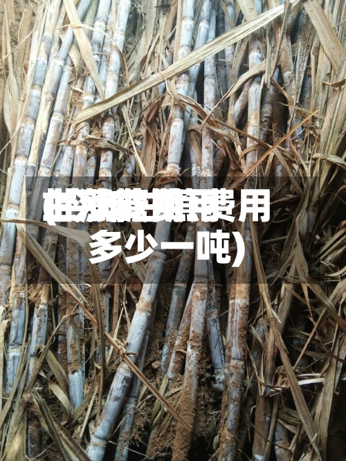 甘蔗费用上涨糖费用(今年甘蔗费用多少一吨)