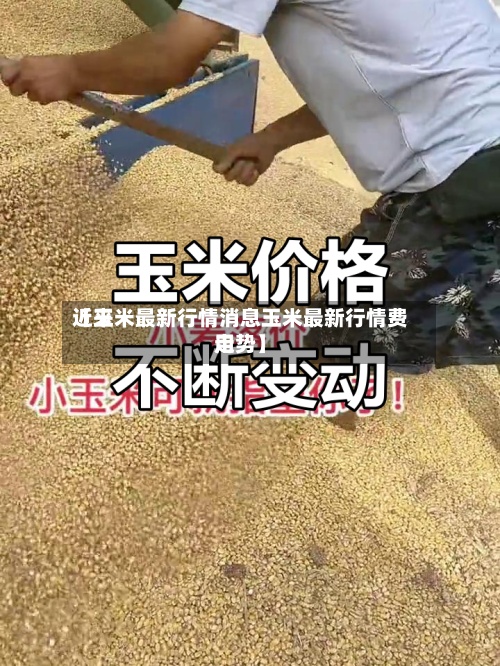 近来【玉米最新行情消息玉米最新行情费用走势】-第2张图片