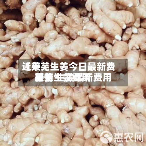 近来【莱芜生姜今日最新费用莱芜生姜费用行情 生姜最新费用表】-第2张图片