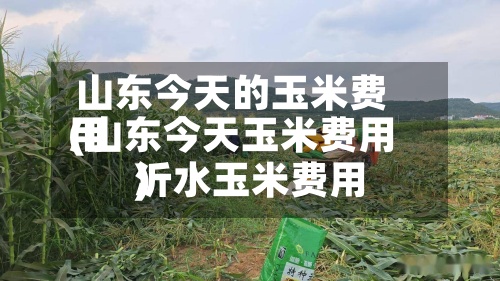 山东今天的玉米费用(山东今天玉米费用沂水玉米费用)-第3张图片