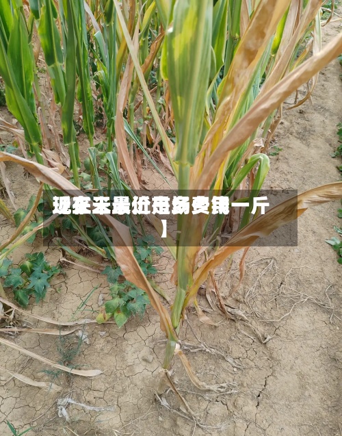 近来【王米最近市场费用现在王米价是多少钱一斤】