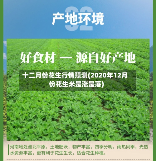 十二月份花生行情预测(2020年12月份花生米是涨是落)-第2张图片