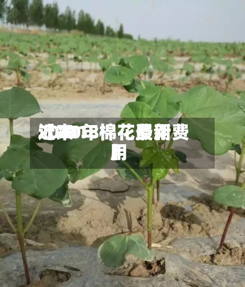 近来【2018棉花费用2020年棉花最新费用】