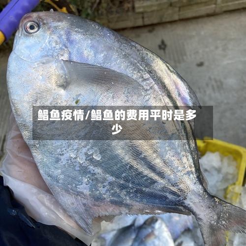 鲳鱼疫情/鲳鱼的费用平时是多少