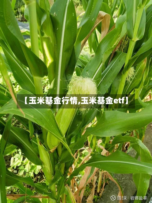 【玉米基金行情,玉米基金etf】