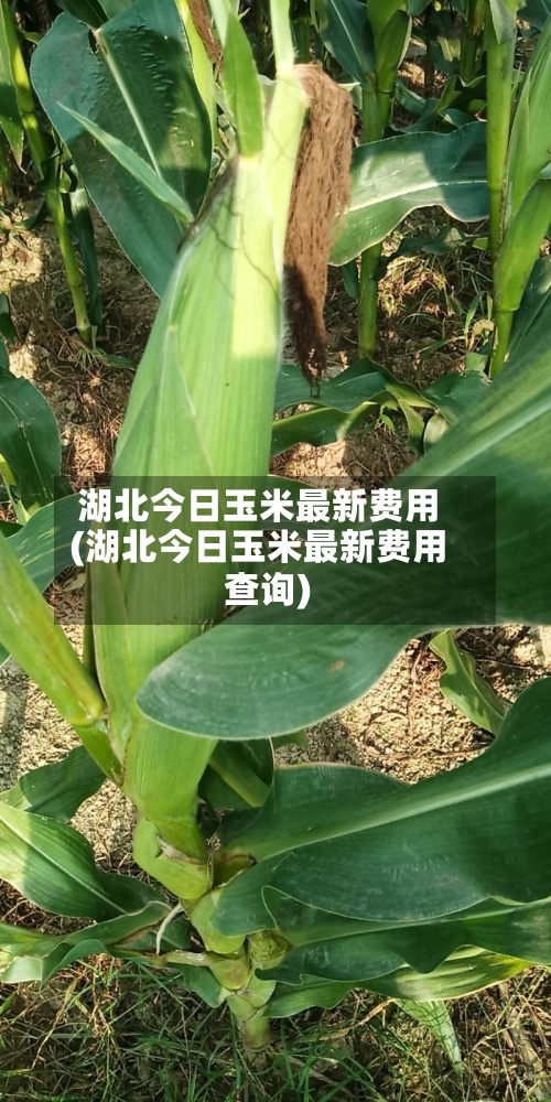 湖北今日玉米最新费用(湖北今日玉米最新费用查询)
