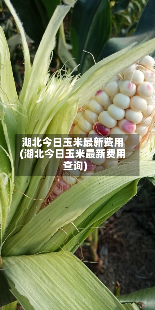 湖北今日玉米最新费用(湖北今日玉米最新费用查询)-第2张图片
