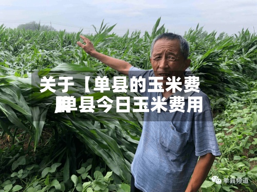关于【单县的玉米费用,单县今日玉米费用】