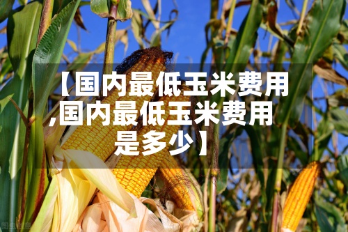 【国内最低玉米费用,国内最低玉米费用是多少】