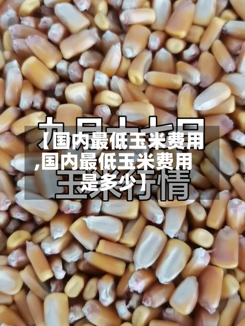 【国内最低玉米费用,国内最低玉米费用是多少】-第3张图片