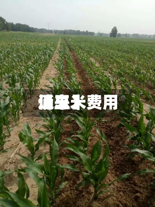 近来
【玉米费用
仍玉米费用
消息】-第3张图片