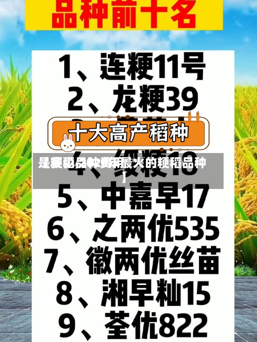 【粳稻品种费用是多少,2020年最火的粳稻品种】-第2张图片