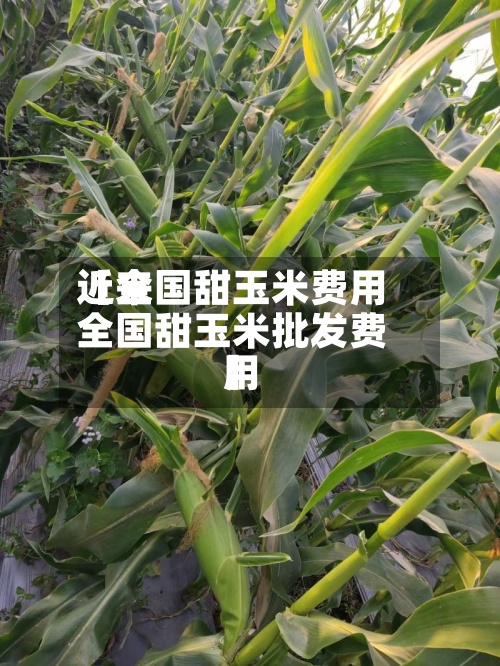 近来【全国甜玉米费用全国甜玉米批发费用】-第3张图片