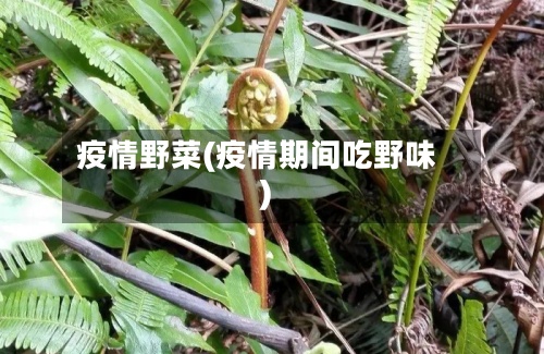 疫情野菜(疫情期间吃野味)-第3张图片