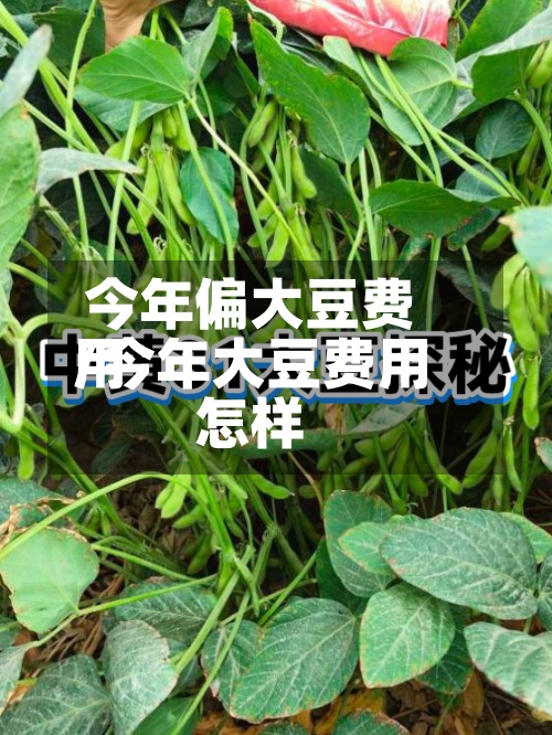 今年偏大豆费用/今年大豆费用怎样-第3张图片