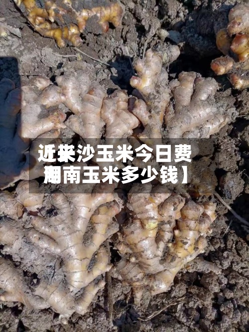 近来【长沙玉米今日费用湖南玉米多少钱】