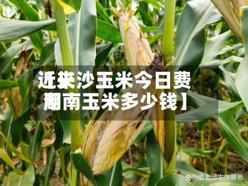 近来【长沙玉米今日费用湖南玉米多少钱】-第2张图片
