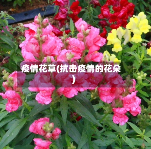 疫情花草(抗击疫情的花朵)