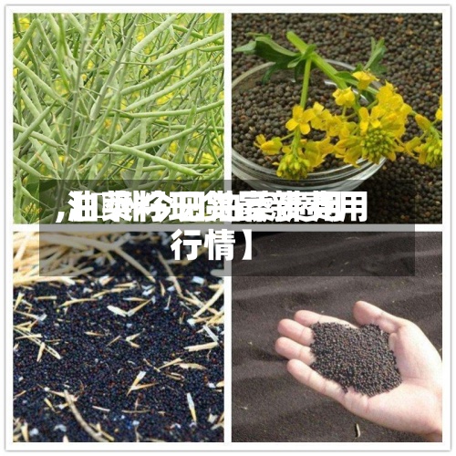 【鄭州今日油菜费用
,油菜籽现货最新费用
行情】-第2张图片