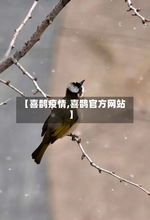 【喜鹊疫情,喜鹊官方网站】-第2张图片