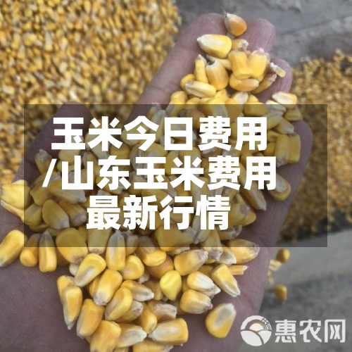 玉米今日费用/山东玉米费用最新行情