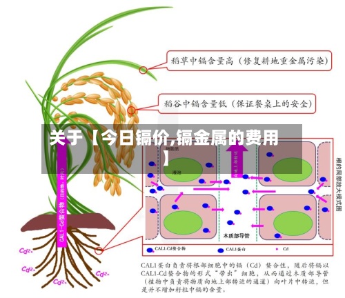 关于【今日镉价,镉金属的费用】-第2张图片