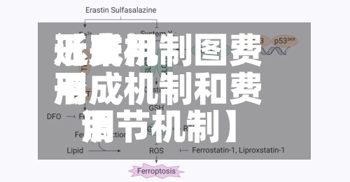 近来
【费用
形成机制图费用
形成机制和费用
调节机制】-第2张图片