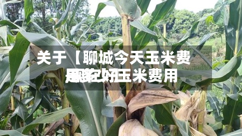 关于【聊城今天玉米费用,现在好玉米费用是多少】-第2张图片