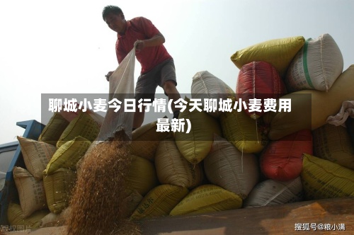聊城小麦今日行情(今天聊城小麦费用最新)
