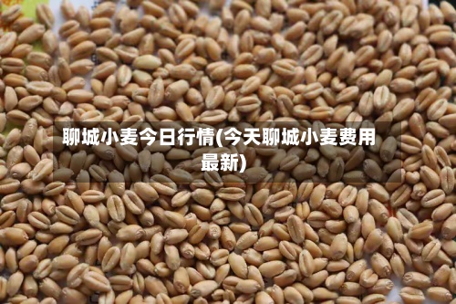 聊城小麦今日行情(今天聊城小麦费用最新)-第3张图片