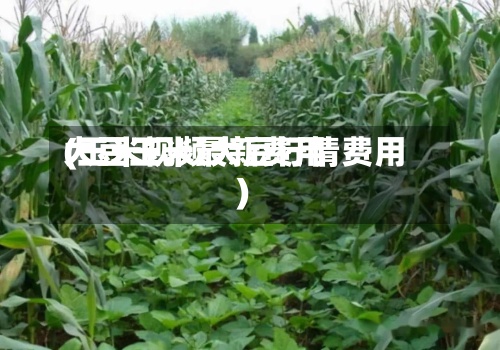 大豆玉米最新费用(玉米视频大豆行情费用)