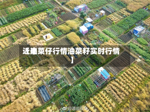 近来【油菜仔行情油菜籽实时行情】-第2张图片