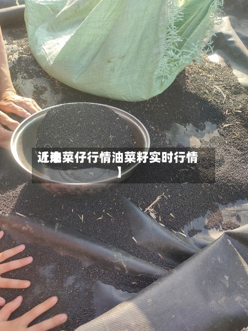 近来【油菜仔行情油菜籽实时行情】-第3张图片