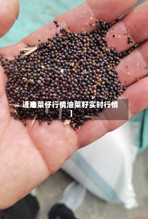 近来【油菜仔行情油菜籽实时行情】