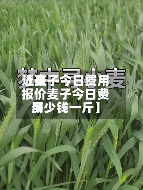 近来【麦子今日费用报价麦子今日费用多少钱一斤】-第3张图片