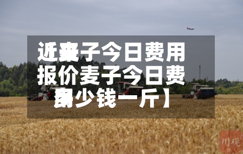 近来【麦子今日费用报价麦子今日费用多少钱一斤】-第2张图片