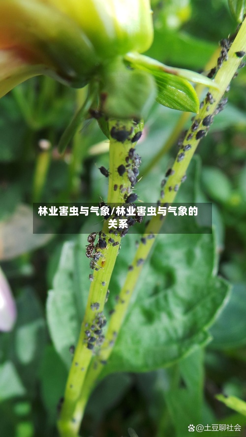 林业害虫与气象/林业害虫与气象的关系