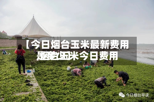 【今日烟台玉米最新费用,烟台玉米今日费用是多少】-第3张图片