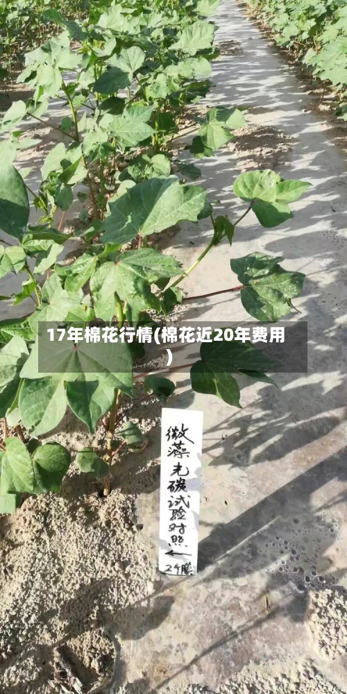 17年棉花行情(棉花近20年费用)-第2张图片