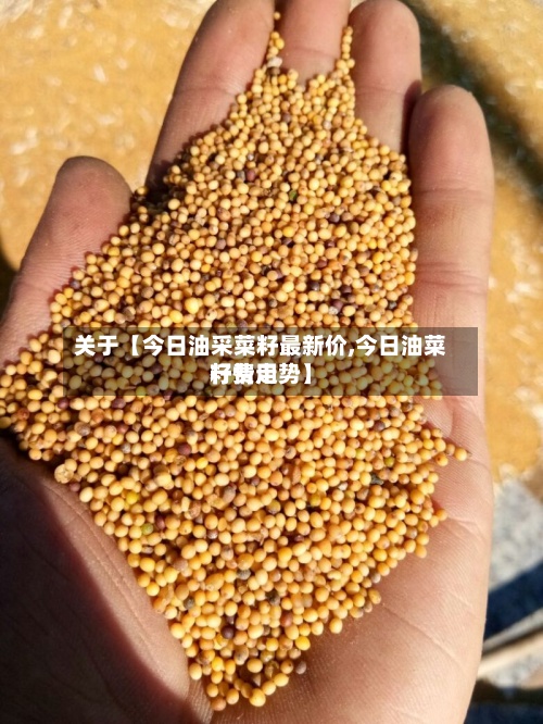 关于【今日油采菜籽最新价,今日油菜籽费用行情走势】-第2张图片