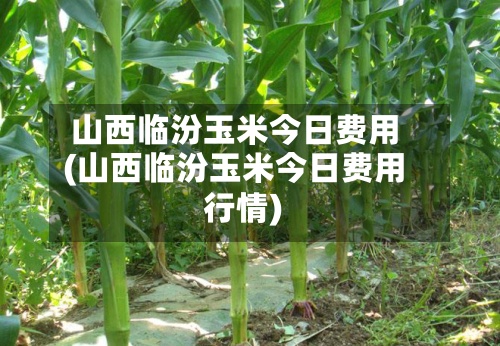 山西临汾玉米今日费用(山西临汾玉米今日费用行情)